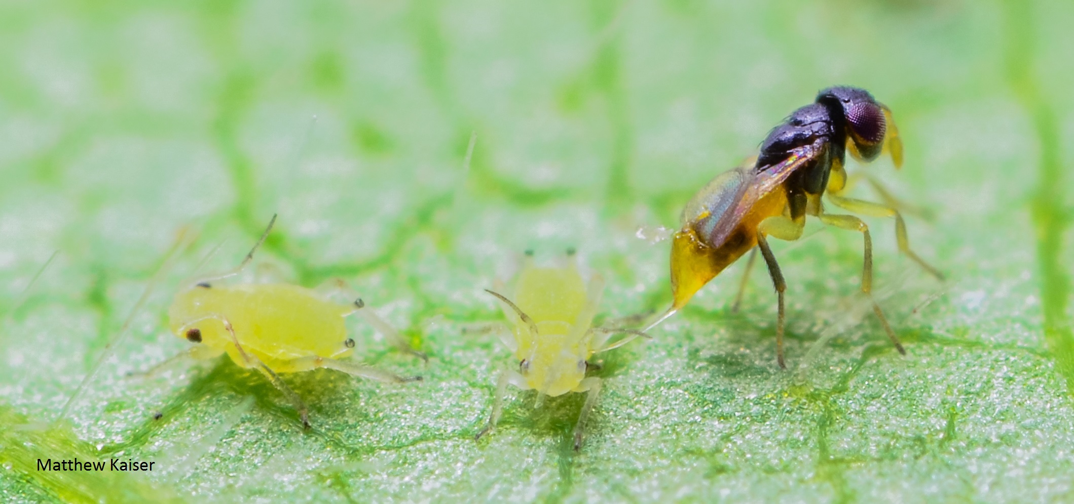 Aphelinus glycinis ovipositing in a soybean aphid nymph.