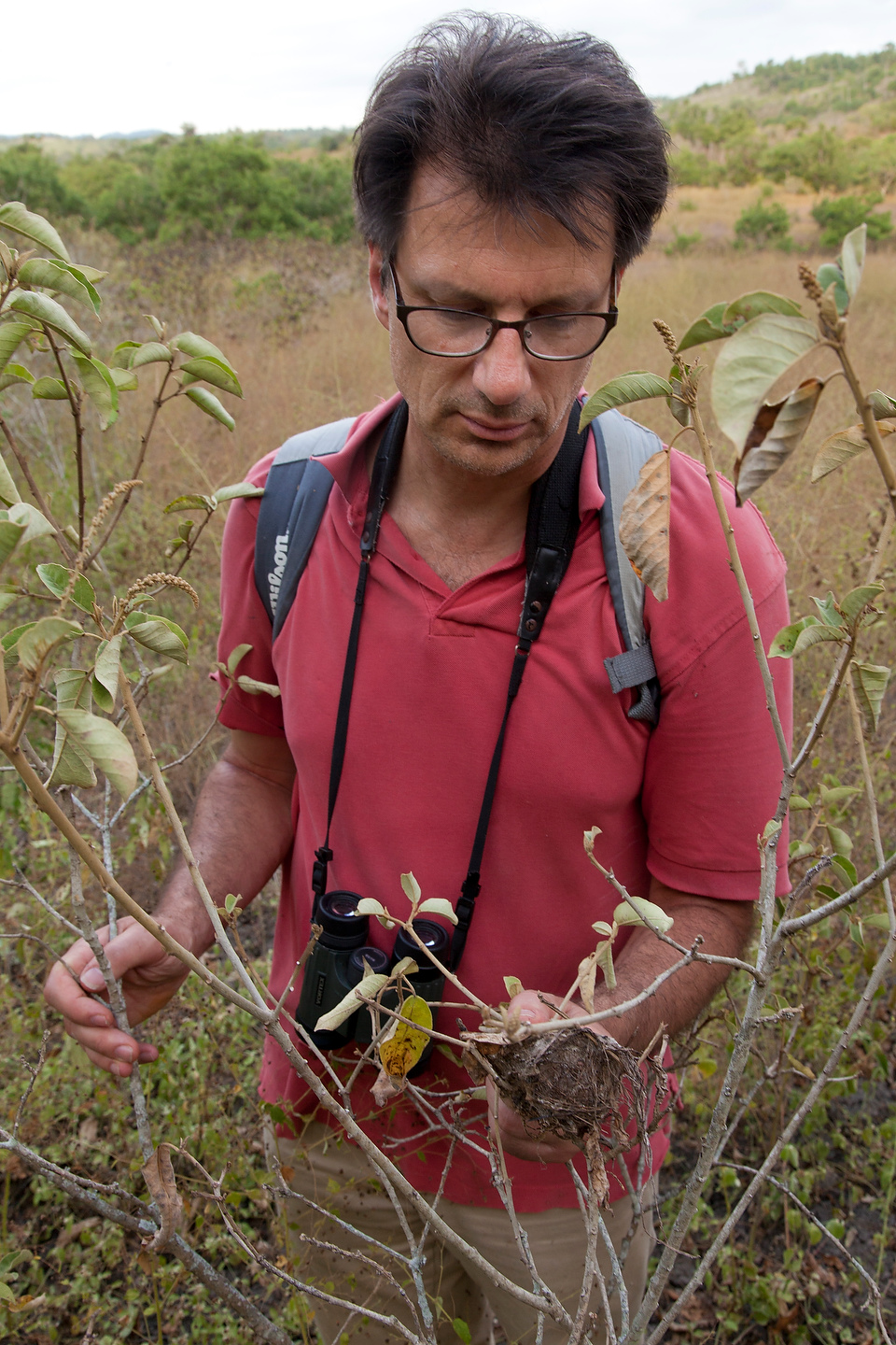 George Heimpel inspecting abandoned bird nest for Philornis flies, Ecuador 2016