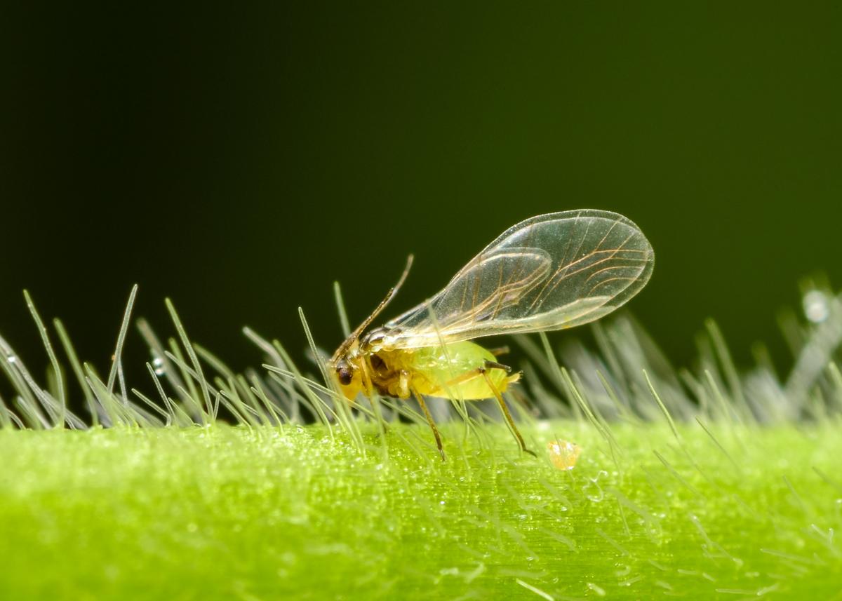 Winged soybean aphid.